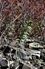 Lithospermum parviflorum