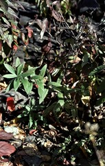 Lithospermum parviflorum