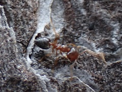 Crematogaster pinicola