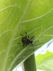 Halyomorpha halys