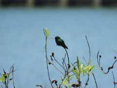 Chlorostilbon lucidus