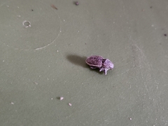 Naupactus