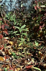 Lithospermum parviflorum