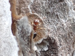 Crematogaster pinicola