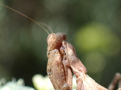 Ameles spallanzania