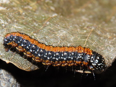 Omphalocera munroei