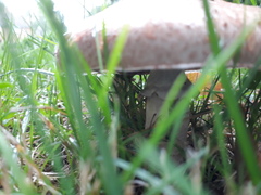 Agaricus sylvaticus