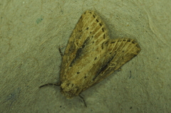 Photedes panatela