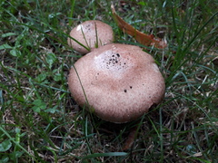 Agaricus sylvaticus