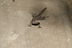 Sceloporus occidentalis bocourtii