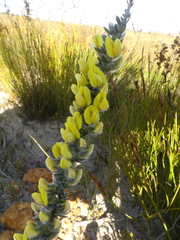 Aspalathus caledonensis