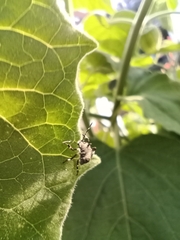 Halyomorpha halys