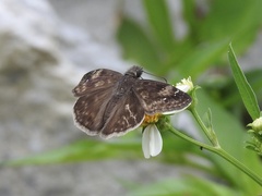 Erynnis zarucco