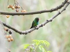 Chlorostilbon lucidus