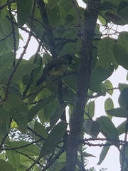 Spizixos semitorques