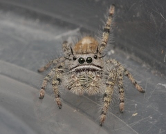 Phidippus comatus