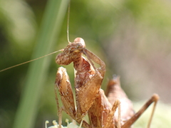 Ameles spallanzania