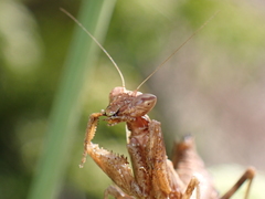 Ameles spallanzania