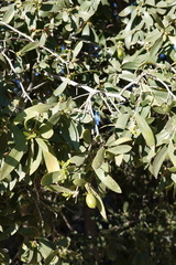 Diospyros