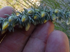 Aspalathus caledonensis