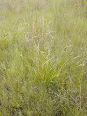 Carex viridula