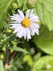 Symphyotrichum firmum