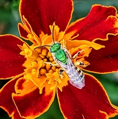 Agapostemon texanus