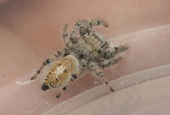 Phidippus comatus