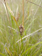Carex viridula