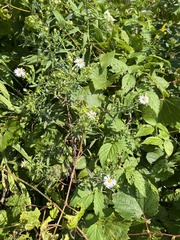 Symphyotrichum firmum