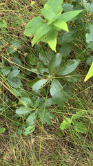 Ceanothus americanus
