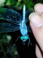 Orthetrum luzonicum