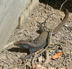 Ameiva atrigularis