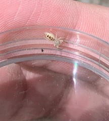 Hentzia mitrata
