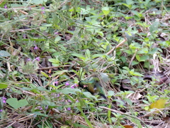 Chlorostilbon lucidus