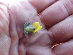 Aspalathus caledonensis