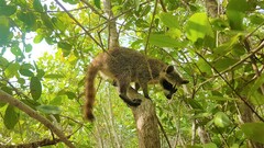 Procyon pygmaeus
