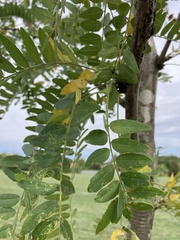 Gleditsia