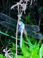 Orthetrum luzonicum