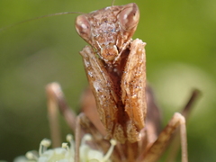 Ameles spallanzania