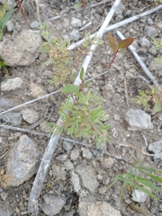 Leucospora multifida