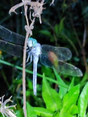 Orthetrum luzonicum