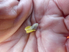 Aspalathus caledonensis