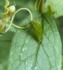 Stictocephala bisonia