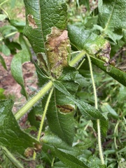 Calycomyza flavinotum