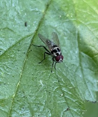 Anthomyia