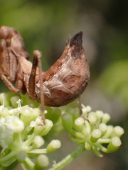 Ameles spallanzania