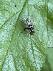 Anthomyia