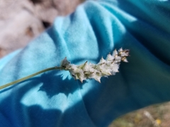 Froelichia