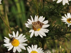Macdunnoughia confusa